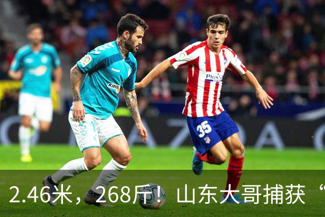 2.46米，268斤！山东大哥捕获“鲅鱼王”：常见鲅鱼仅几斤到十几斤，已被水产公司收购，将做成鲅鱼水饺